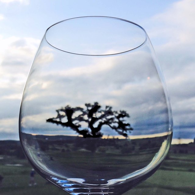 Tree in wine glass