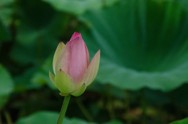 lotus3