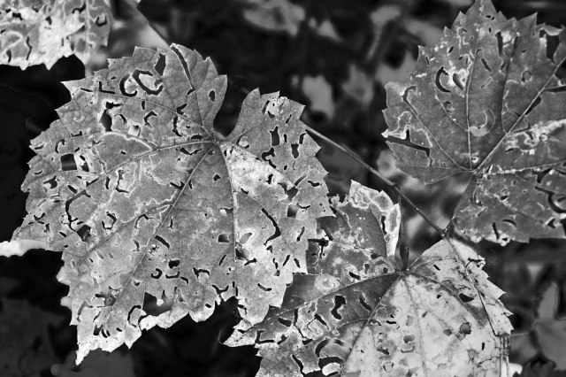 Broken Leaves