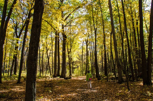 Nerstrand Big Woods State Park 