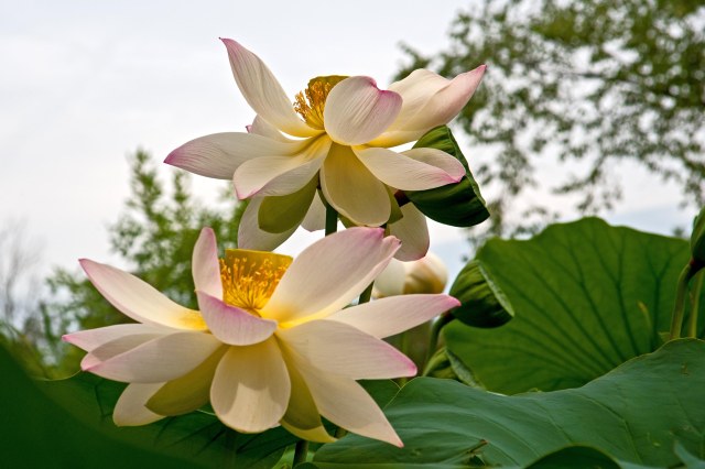 A - Lotus 荷 (2)s
